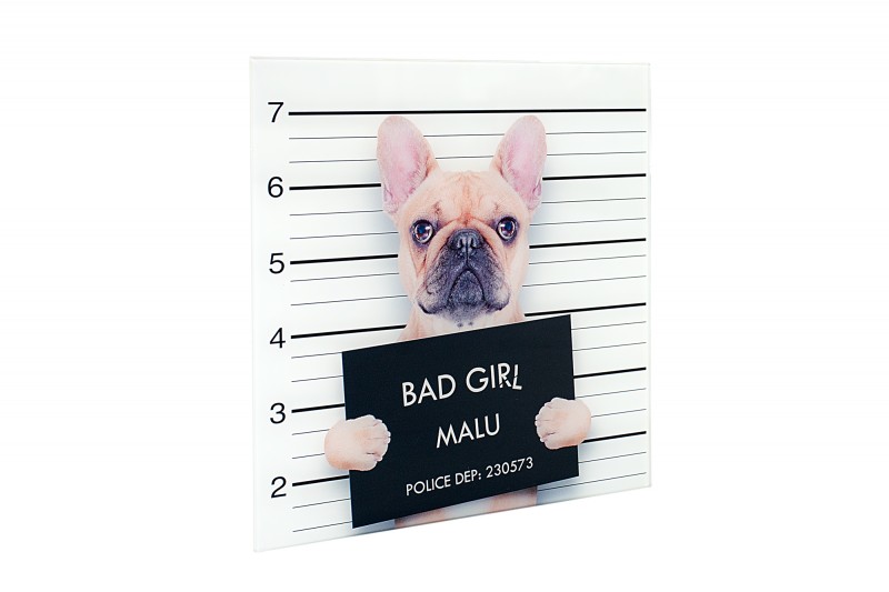 Obraz Bad Girl 40x40cm Franz. Bulldogge sklo