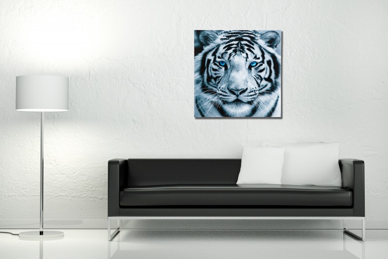 Obraz Fixion 60x60cm Tiger sklo