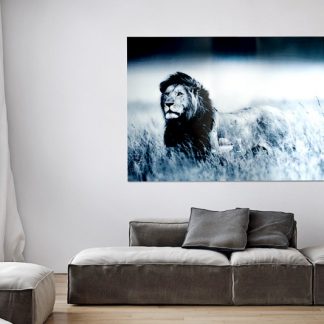 Obraz Lion King 140x95cm sklo