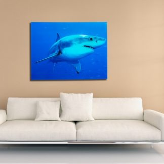 Obraz Shark 60x80cm Weißer Hai sklo